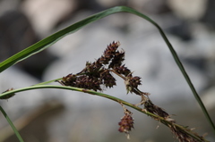 Carex david-smithii