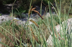 Carex david-smithii