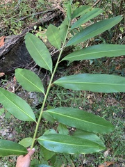 Alpinia caerulea