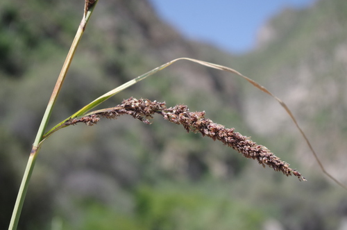 Carex saltaensis