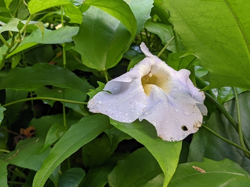 Thunbergia laurifolia