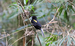 Cacicus chrysonotus
