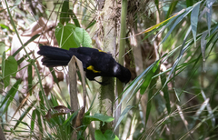 Cacicus chrysonotus