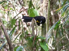 Cacicus chrysonotus