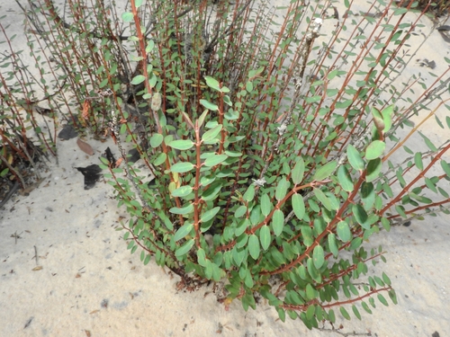 Euphorbia duckei
