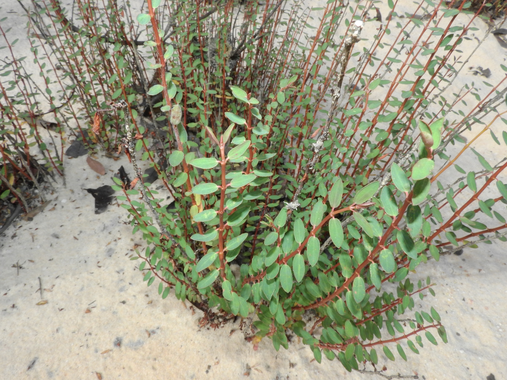 Euphorbia duckei