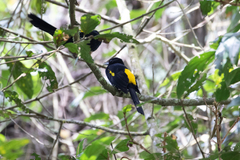 Cacicus chrysonotus