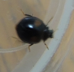 Coccinellidae