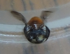 Coccinellidae