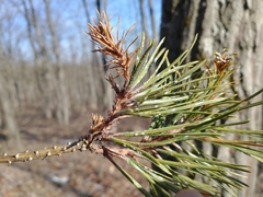 Chionaspis pinifoliae