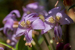 Alstroemeria revoluta
