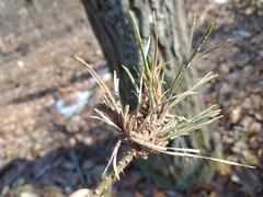 Chionaspis pinifoliae