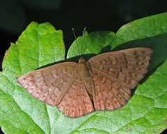 Emesis ocypore zelotes