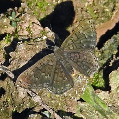 Emesis ocypore zelotes