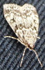 Eudonia lacustrata