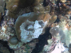 Barbatia decussata