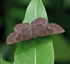 Emesis ocypore zelotes
