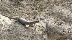 Emoia atrocostata