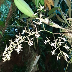 Epidendrum stamfordianum