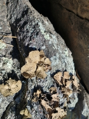 Lasallia pensylvanica