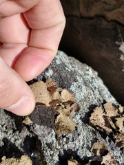 Lasallia pensylvanica