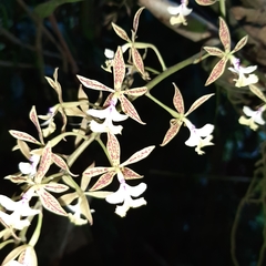 Epidendrum stamfordianum