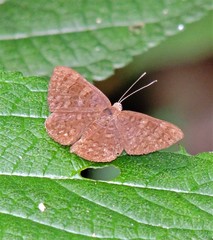 Emesis ocypore zelotes