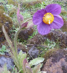 Meconopsis grandis