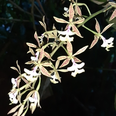 Epidendrum stamfordianum