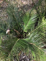 Macrozamia