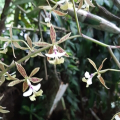 Epidendrum stamfordianum