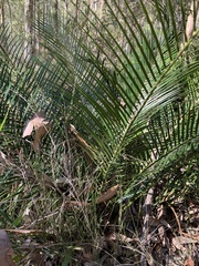 Macrozamia