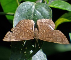 Emesis ocypore zelotes