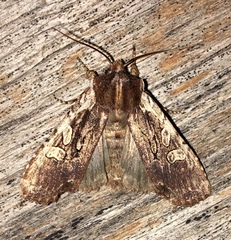 Lithophane oriunda
