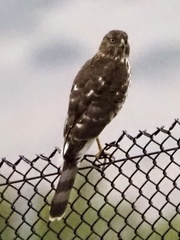 Accipiter cooperii