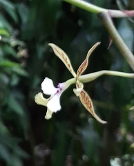 Epidendrum stamfordianum
