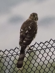 Accipiter cooperii