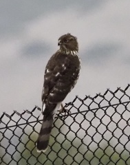 Accipiter cooperii