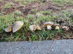 Suillus fuscotomentosus