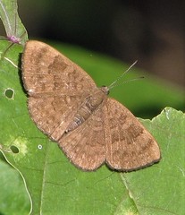 Emesis ocypore zelotes