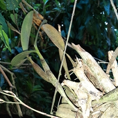 Epidendrum stamfordianum