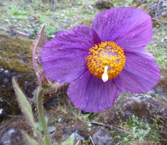 Meconopsis grandis