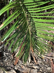Macrozamia