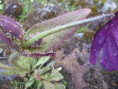 Meconopsis grandis
