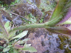 Meconopsis grandis