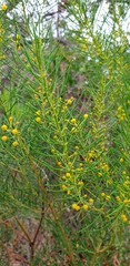 Acacia calamifolia