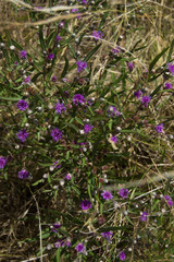 Lessingianthus rubricaulis