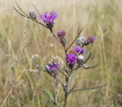 Lessingianthus rubricaulis
