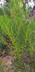 Acacia calamifolia