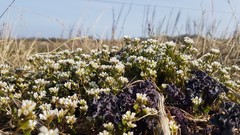 Cochlearia danica
